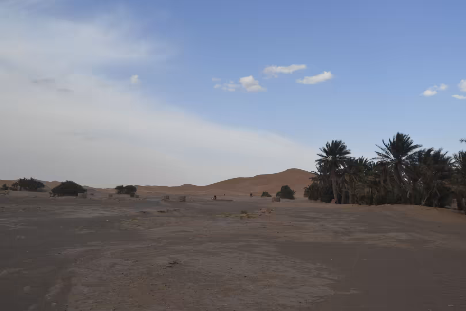 Desert oasis with palm trees near sand dunes