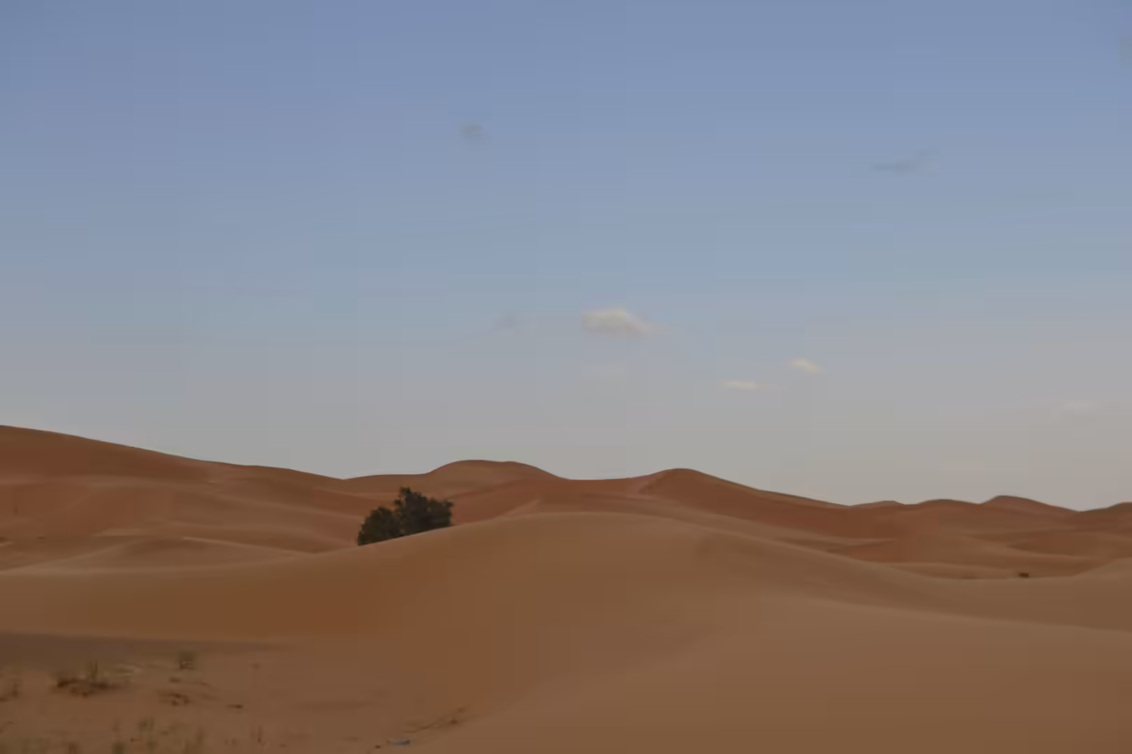 Rolling orange sand dunes with lone tree in desert