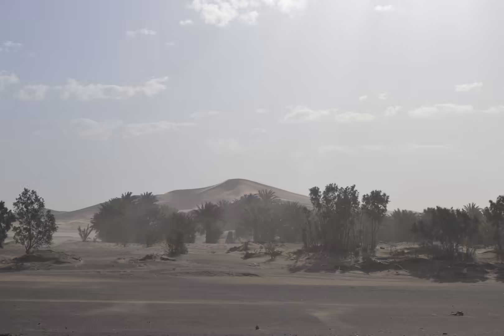 Palm oasis with Sahara sand dune behind