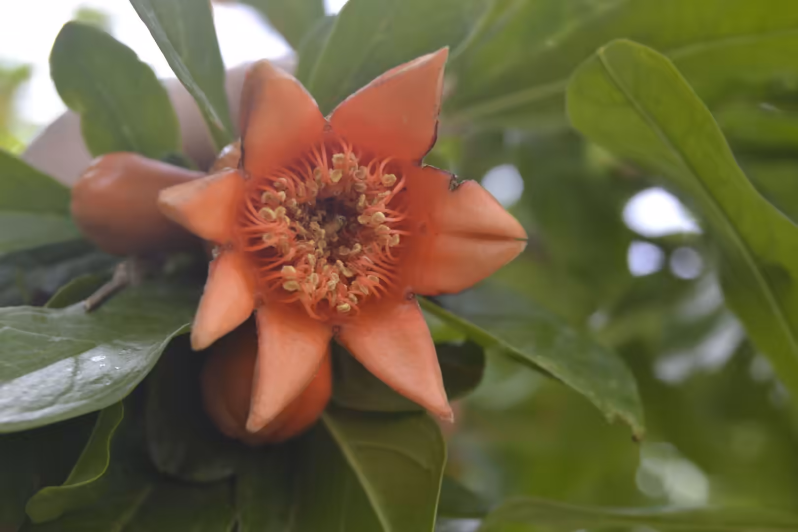 Close-up of a pomegranate flower on a tree