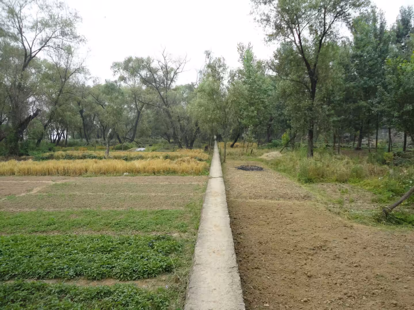 Narrow concrete path dividing cultivated fields and trees in a quiet rural landscape