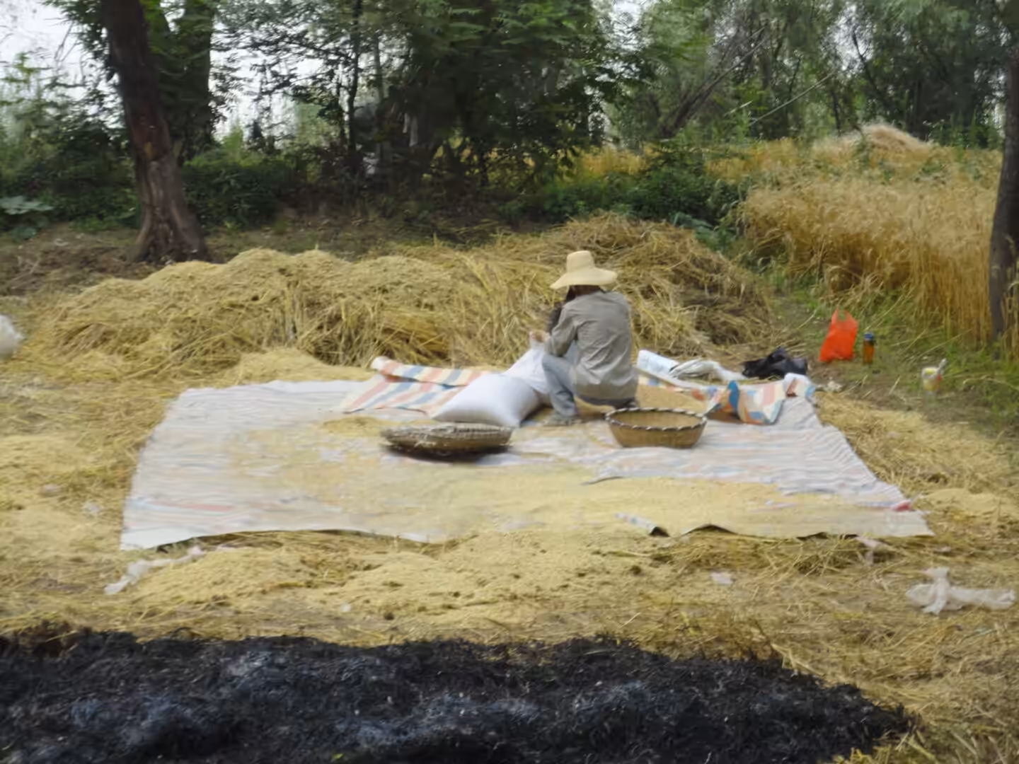 Farmer sitting on a tarp sorting grain amid straw piles and trees near a riverbank