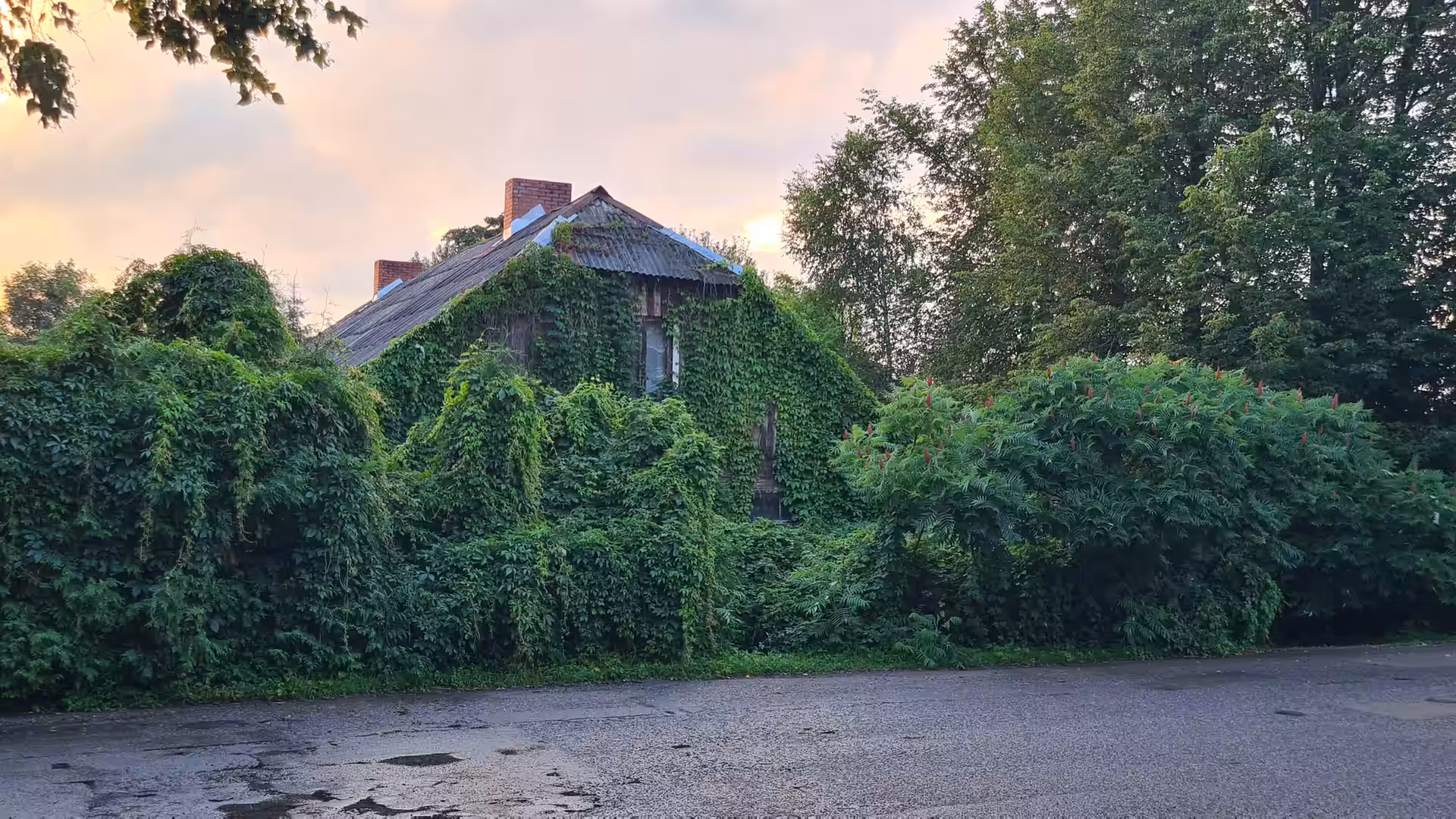 An old countryside house almost completely covered by lush ivy and vegetation after rainfall in Lithuania.
