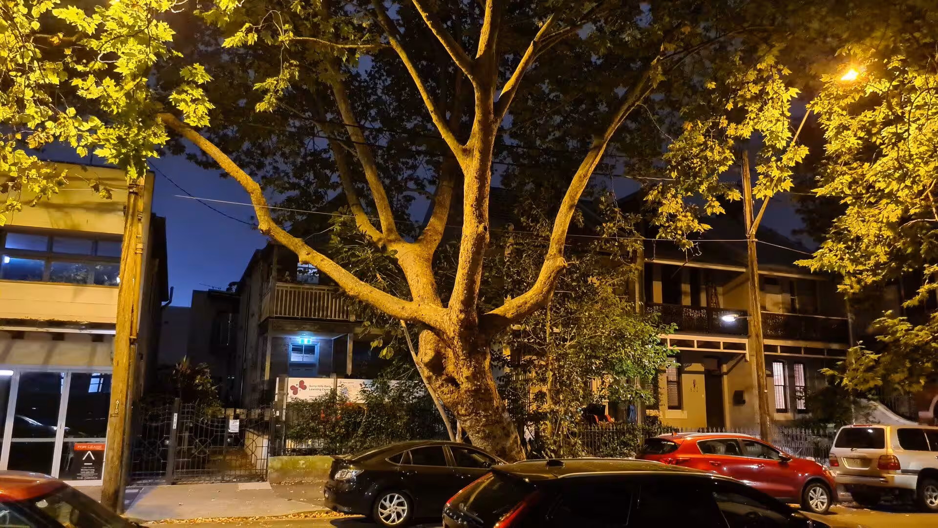 A broad tree glows in warm light over parked cars and terrace houses at night.