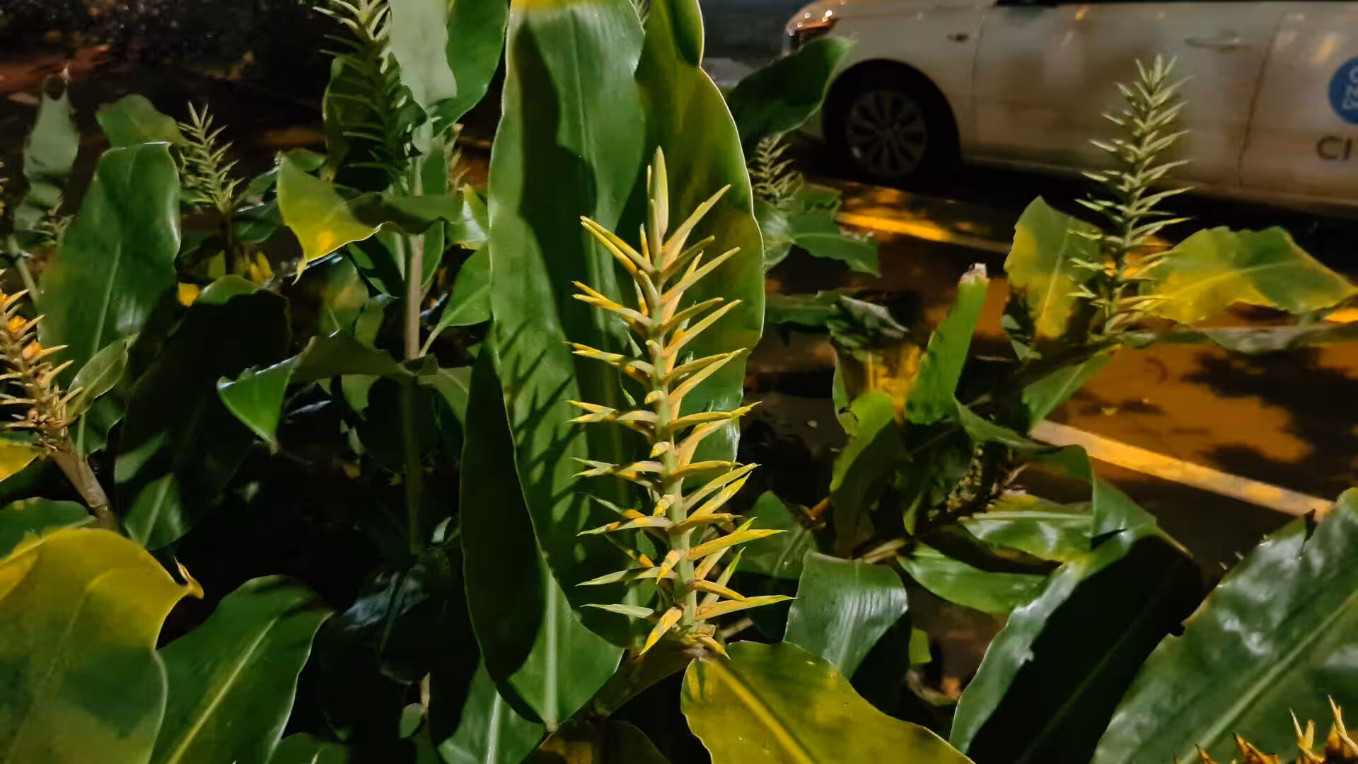 Close-up of tall spiky flower buds rising from broad green leaves