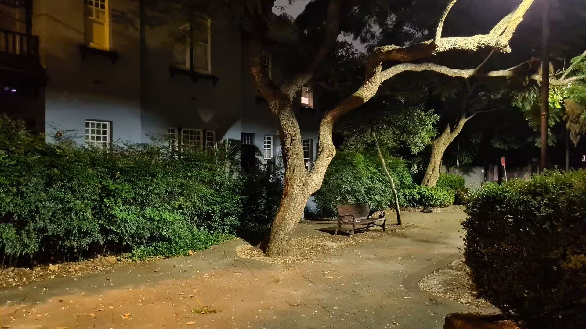 An old gnarled tree spreads its branches over a wooden bench on a brick path at night.