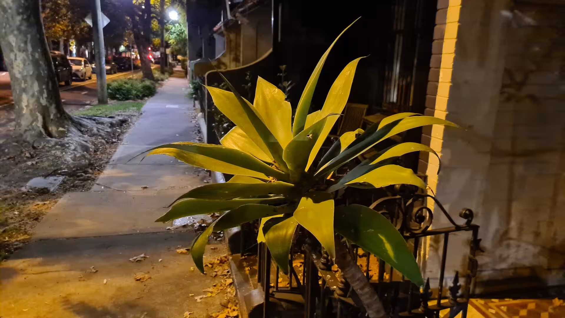 A large-leaved green and yellow plant glows yellow under a street lamp beside a night sidewalk.