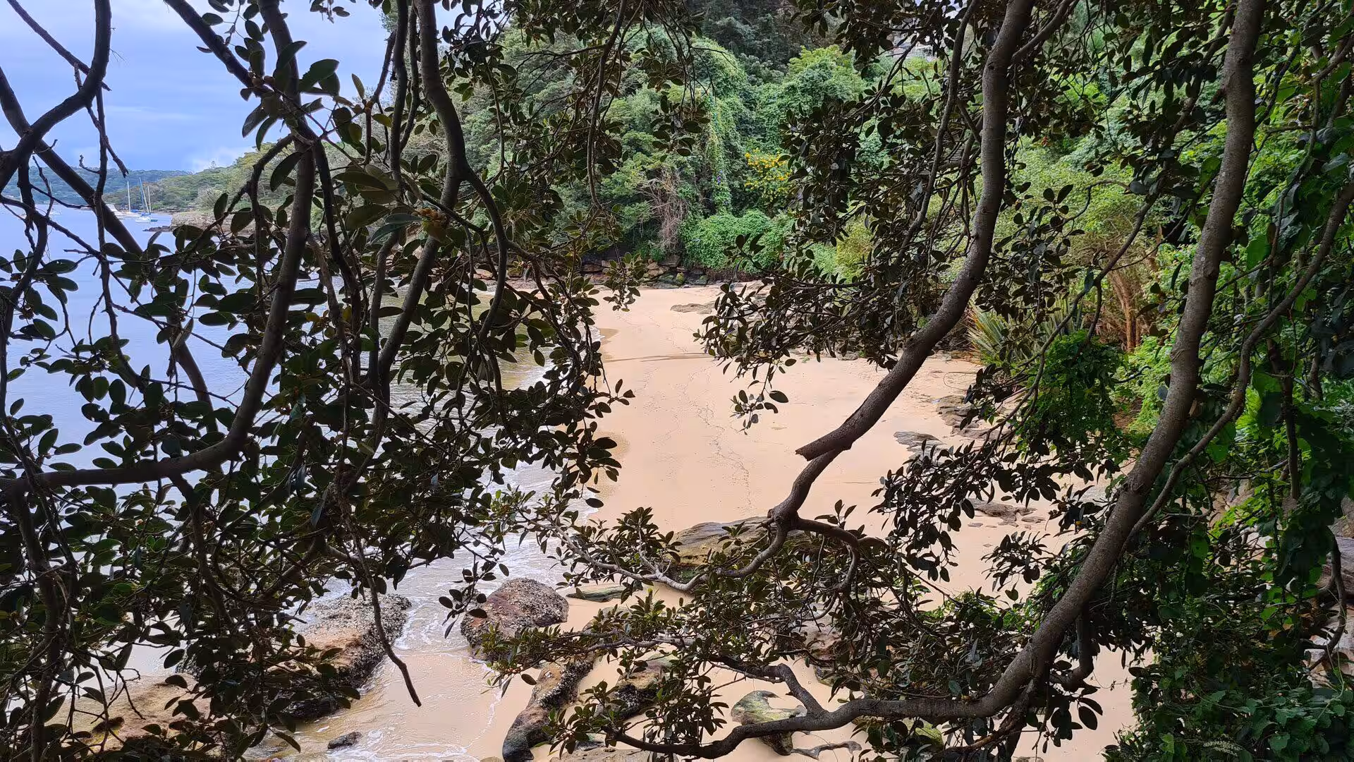 A quiet sand cove peeks through a screen of twisting branches and green leaves.