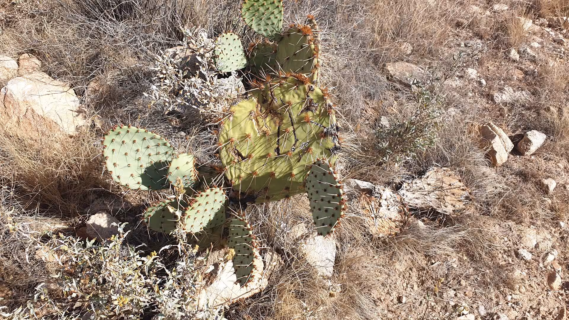 A green prickly pear cactus bristles with long spines on sun-baked desert ground.