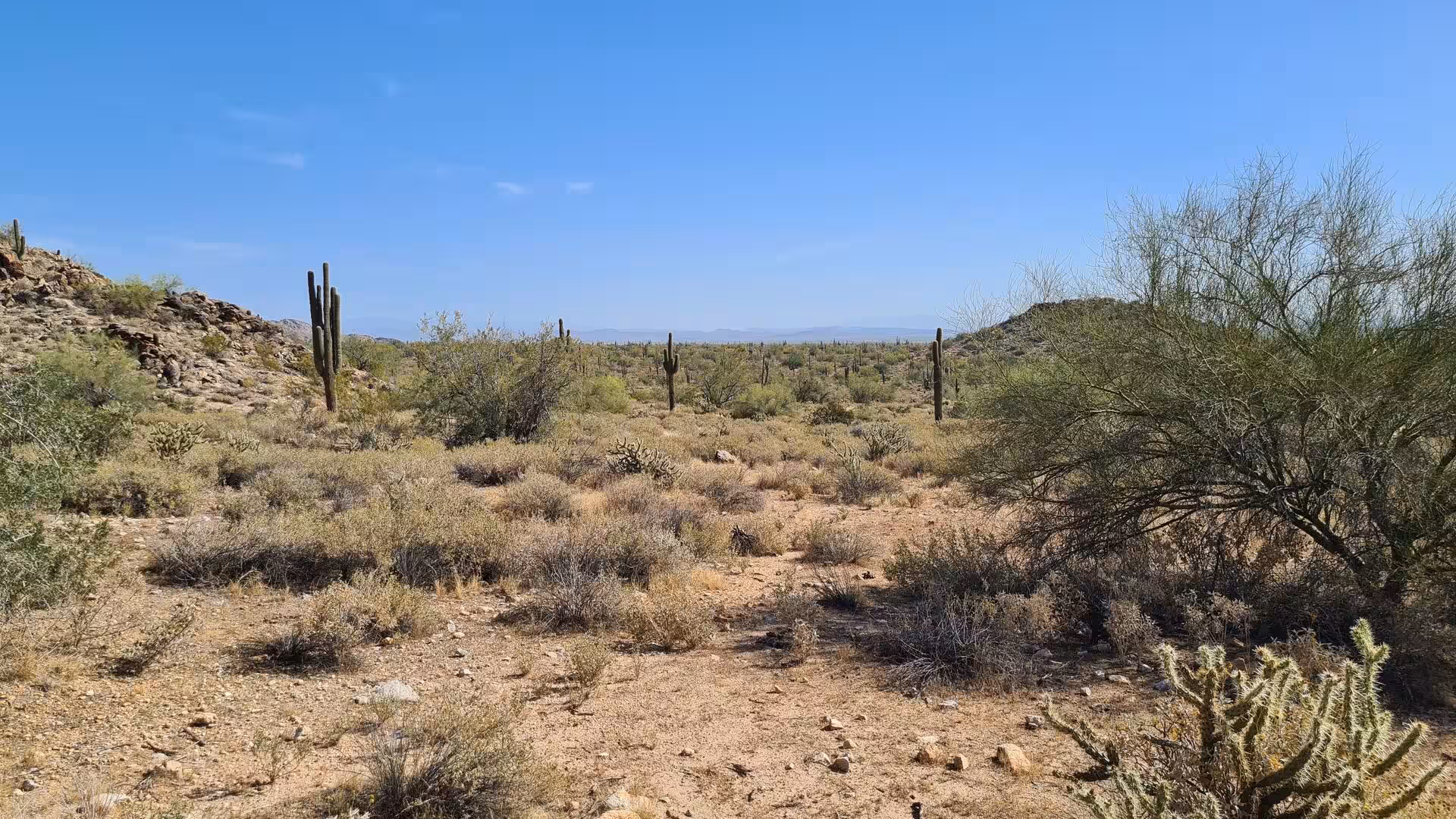 Saguaro cacti rise from a dry scrubland plain beneath a clear blue sky.