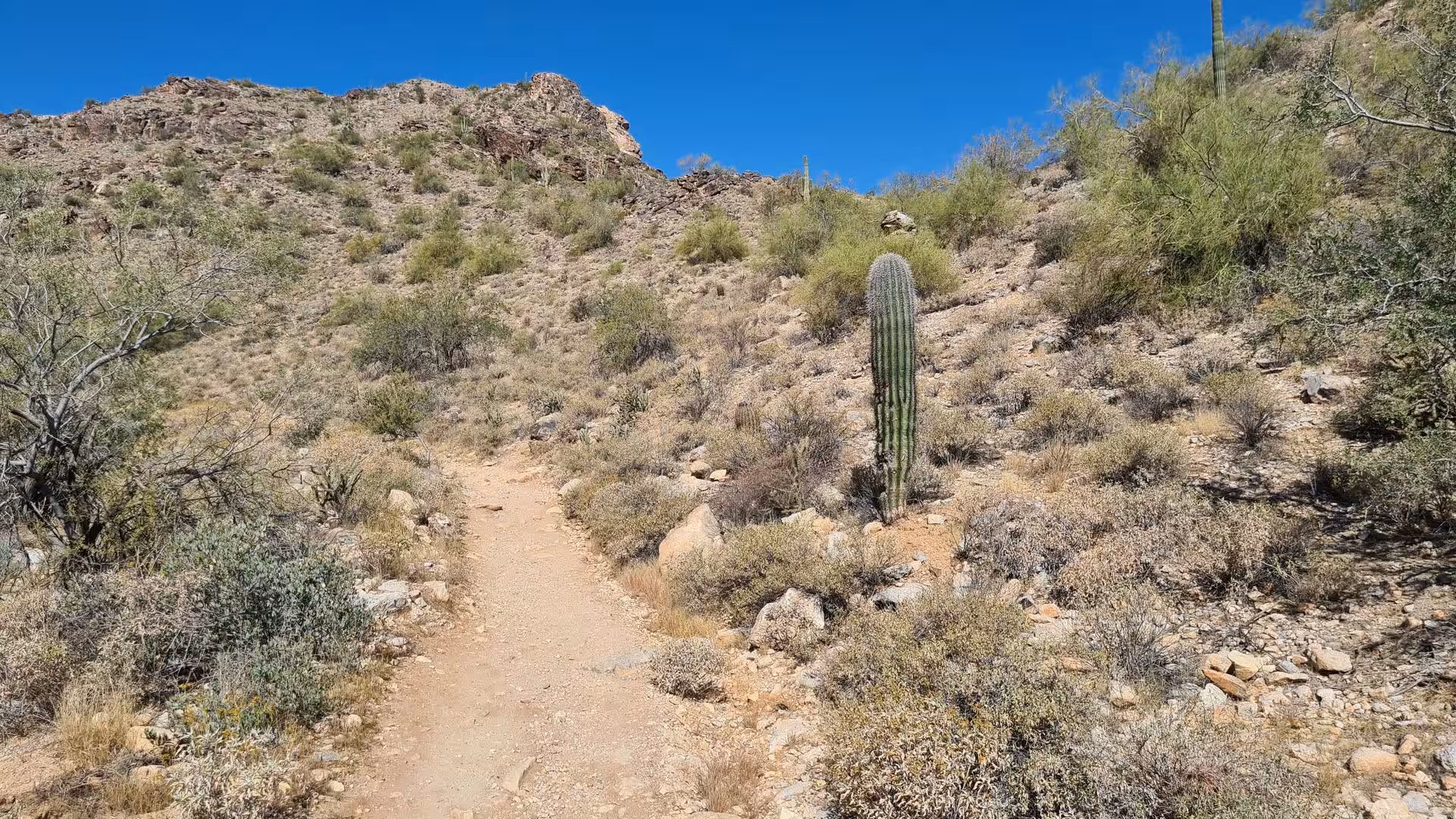 A desert trail climbs a scrubby hillside beside a tall saguaro cactus.