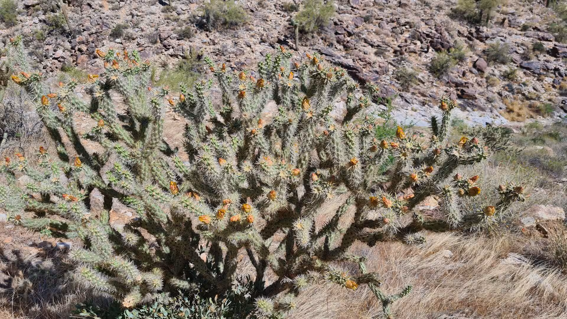A cholla cactus is studded with orange fruit among dense spines.