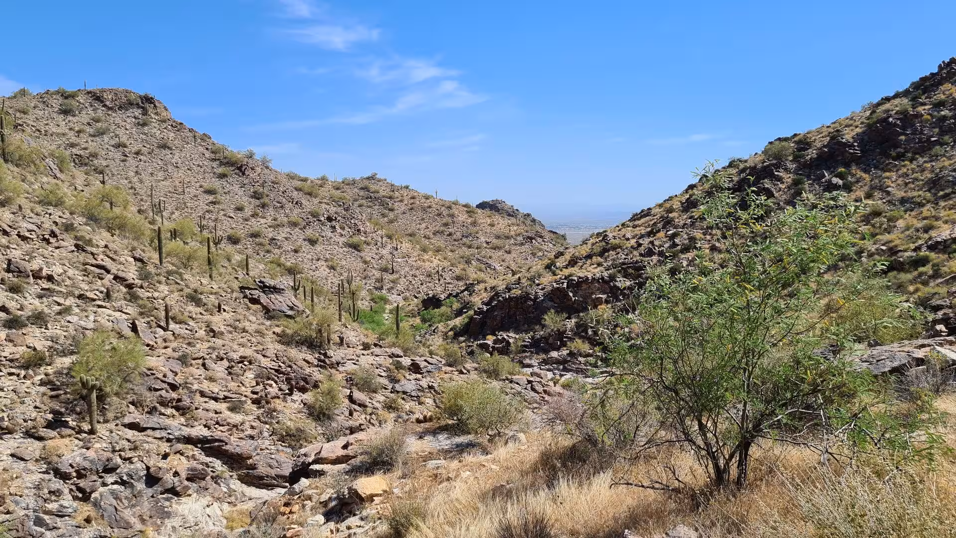 Green shrubs and saguaro cacti fill a rocky canyon that opens onto a hazy desert plain.