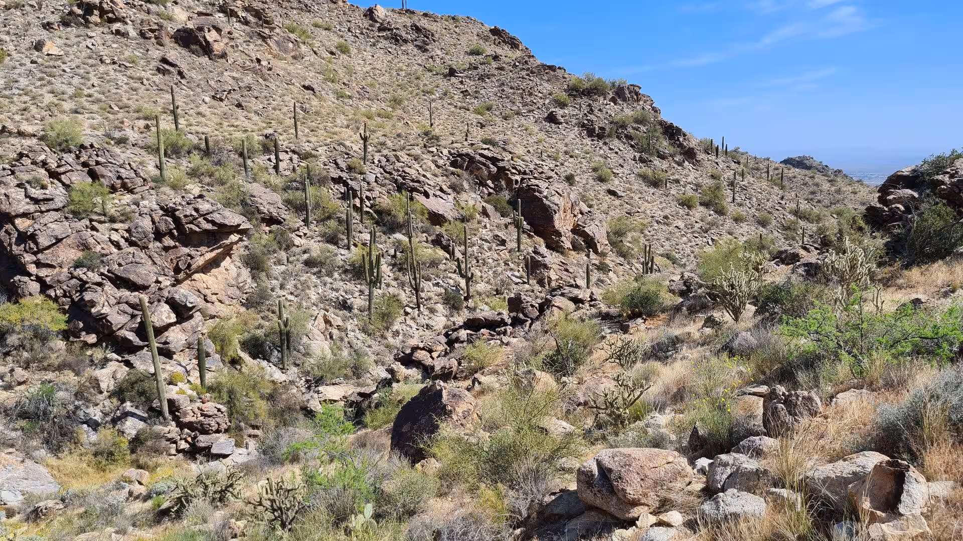 Tall cacti stand scattered across a scrub-covered desert slope with a distant city on the horizon.