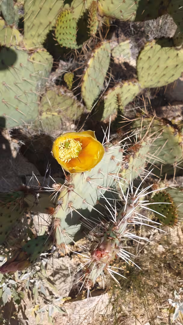 A green prickly pear pad bristles with spines and opens a single bright yellow flower.