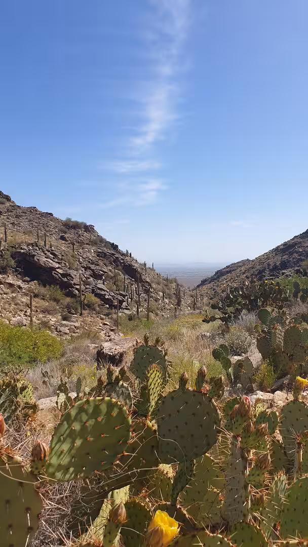 Yellow prickly pear flowers sit in the foreground above a rocky canyon dotted with saguaros.