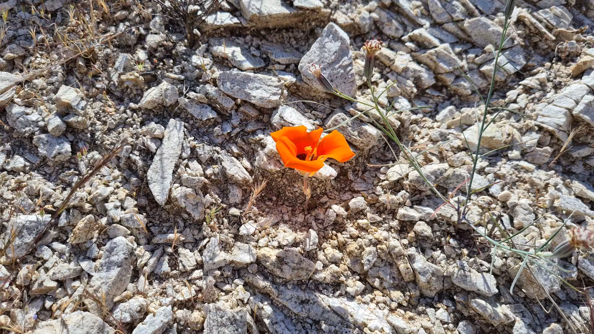 A single orange flower blooms in a bed of light gray and white rocky gravel.