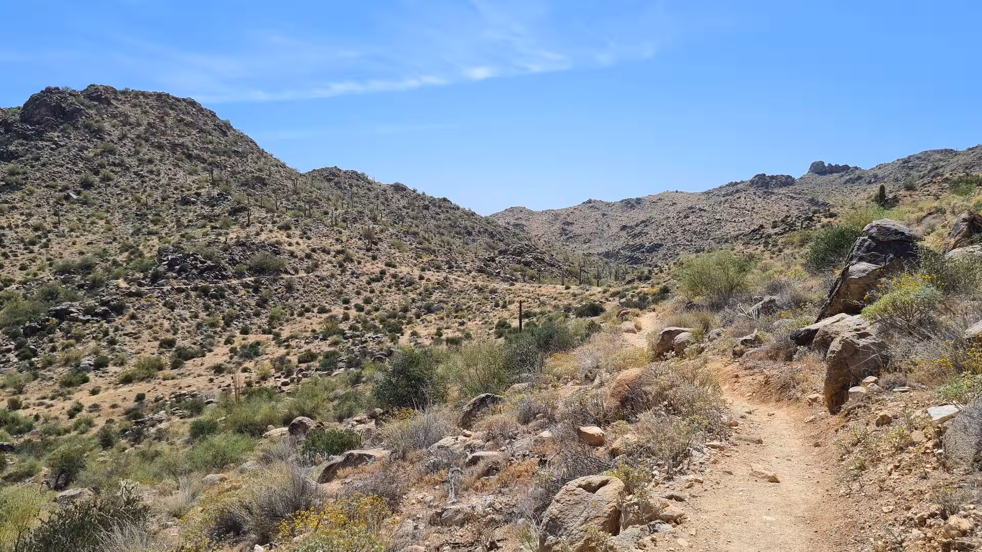 A sandy trail winds between rocky hills dotted with saguaro cacti.