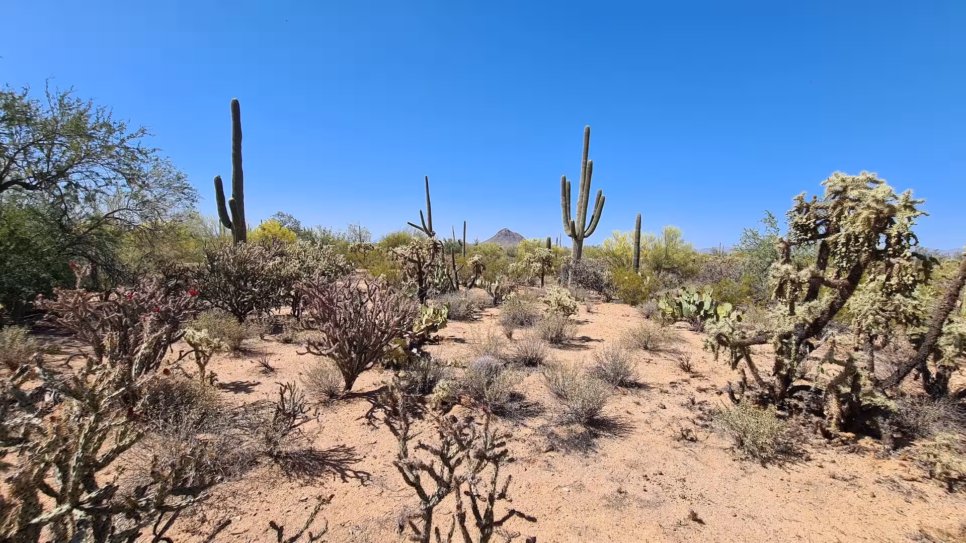 Tall saguaro cacti dot a reddish desert plain under blue sky.