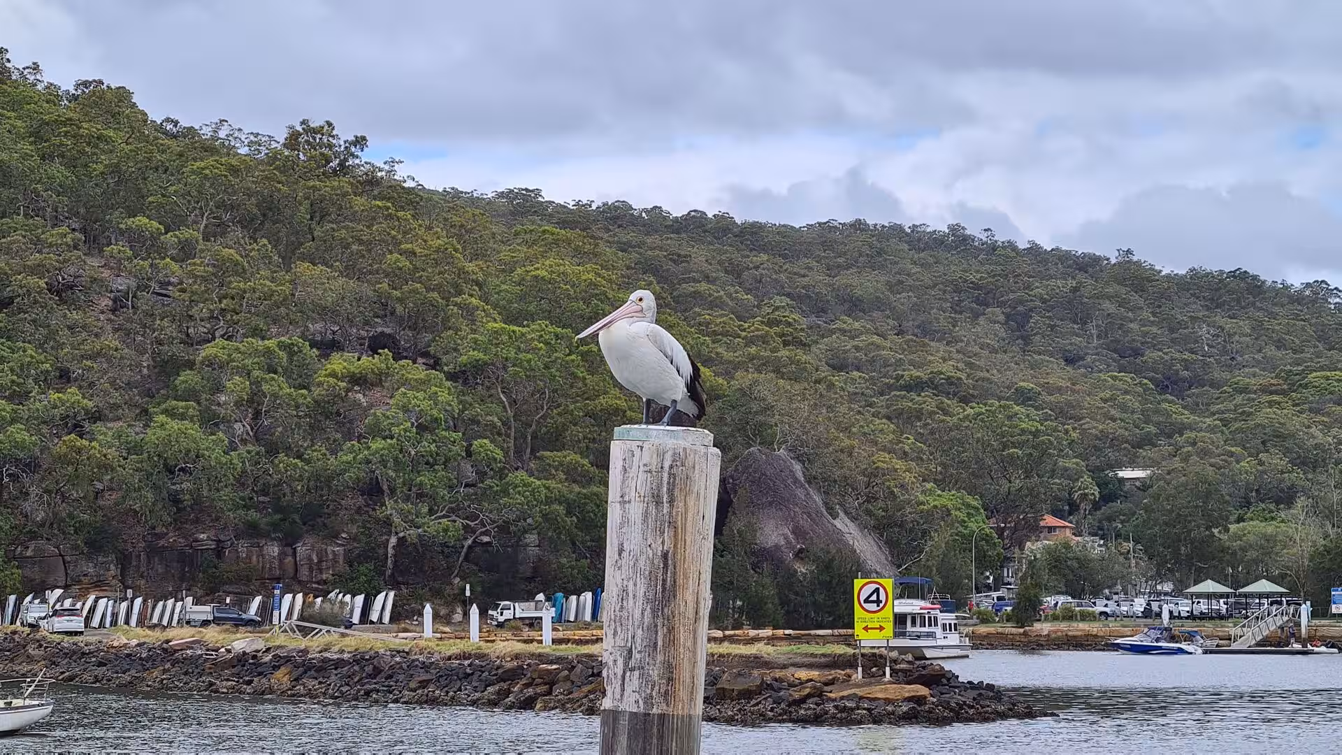 A big pelican rests on a weathered wooden post with a forested hillside behind it.