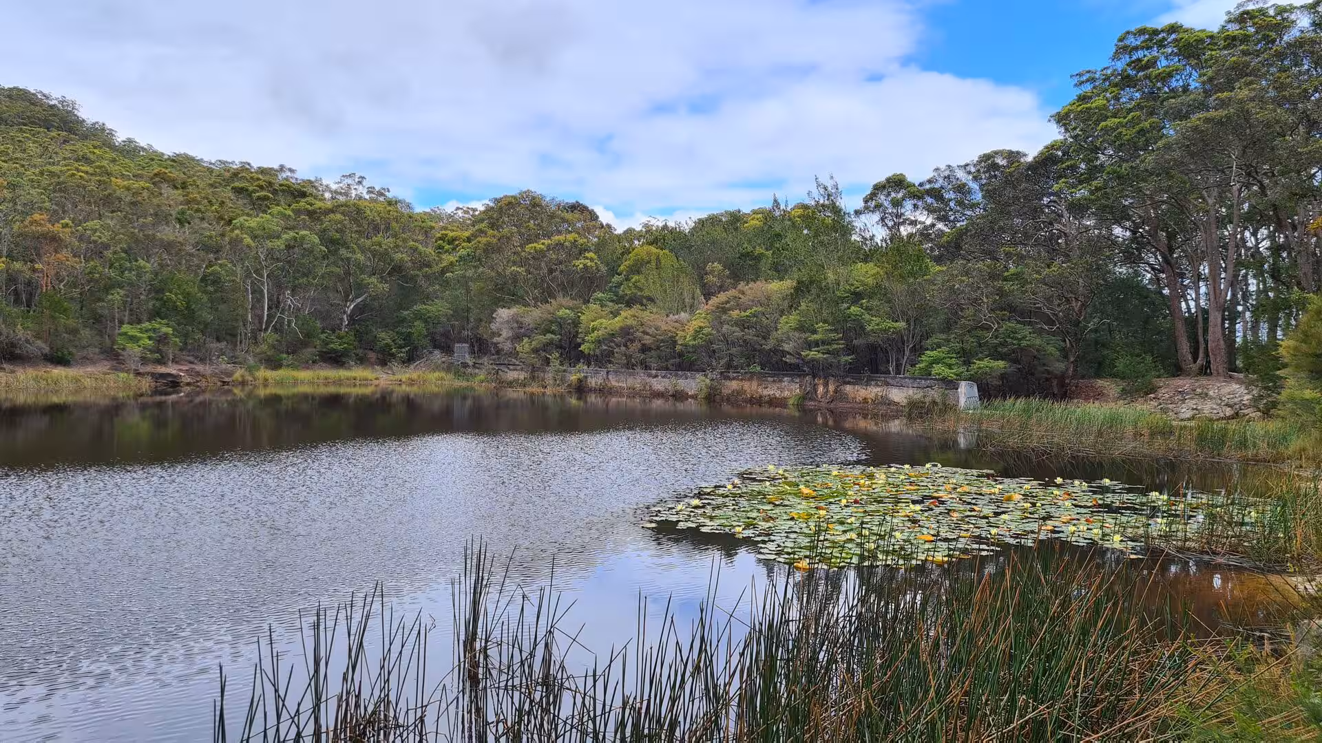 A still pond dotted with yellow water lilies sits beside tall reeds and woodland.