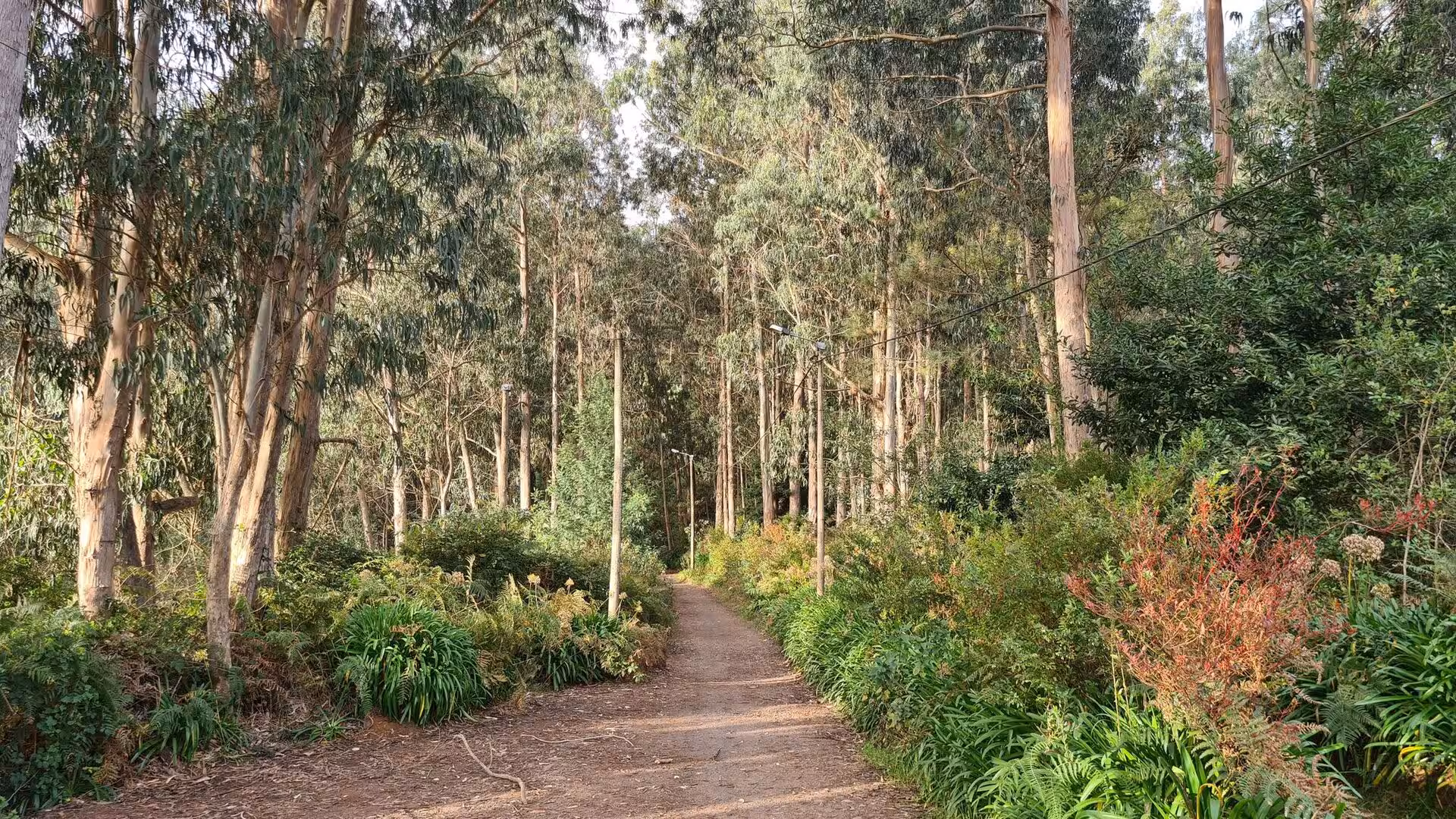 A broad dirt path runs between tall, straight trees and leafy undergrowth in dappled light.