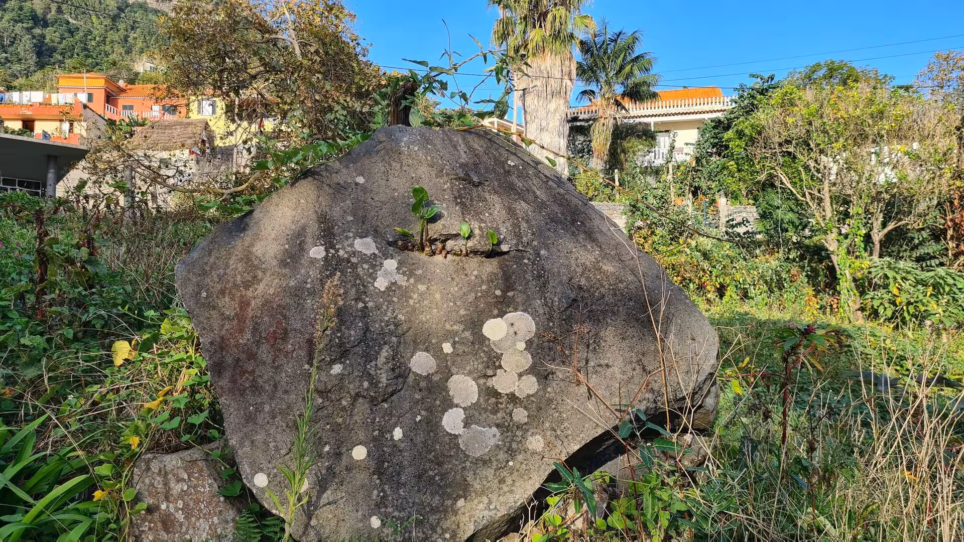 A large rounded grey rock speckled with lichen sits among tall overgrown greenery and hillside houses.