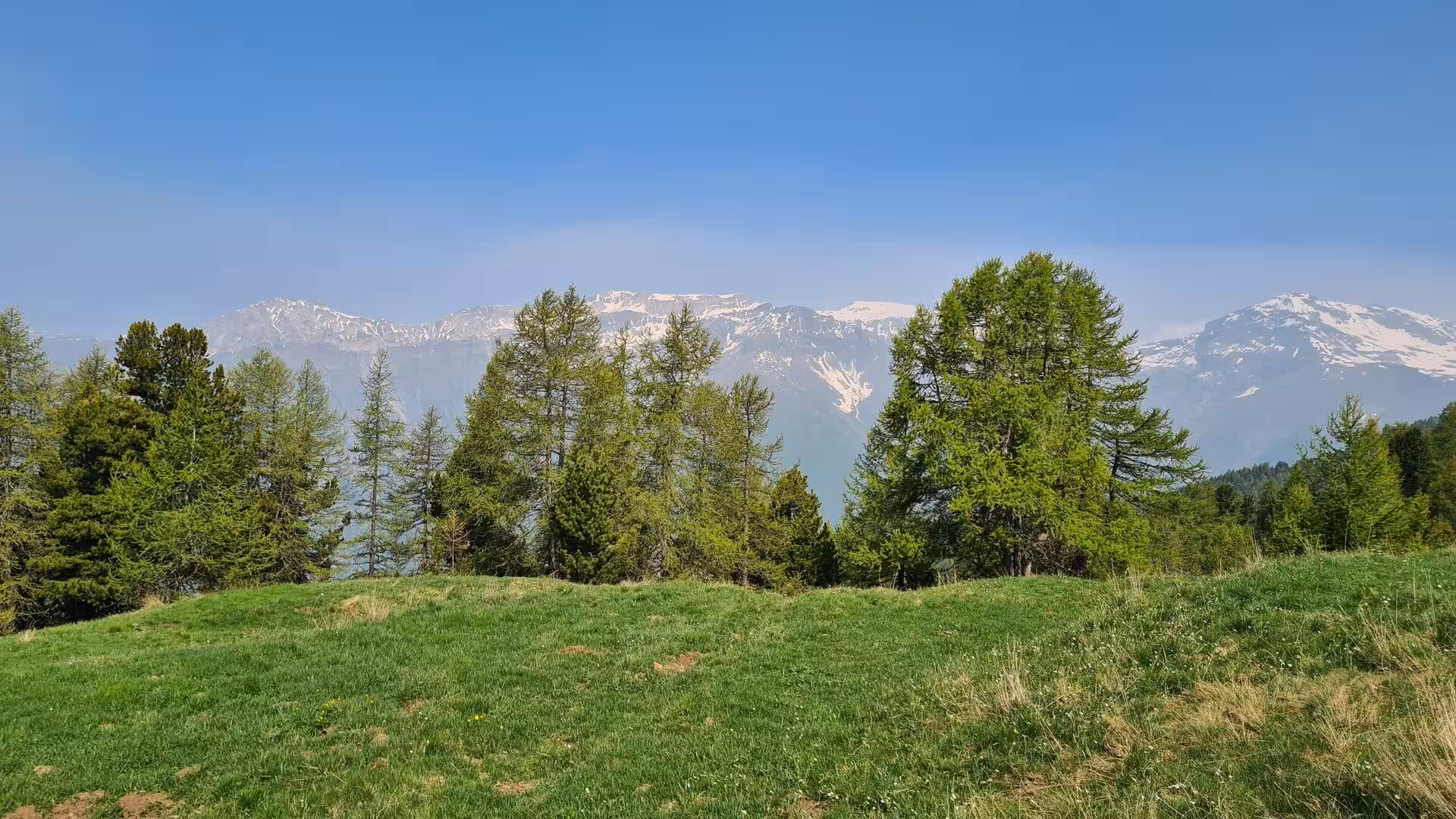 A green alpine meadow edged with conifer trees, with a range of snow-capped rocky peaks rising under a clear blue sky.