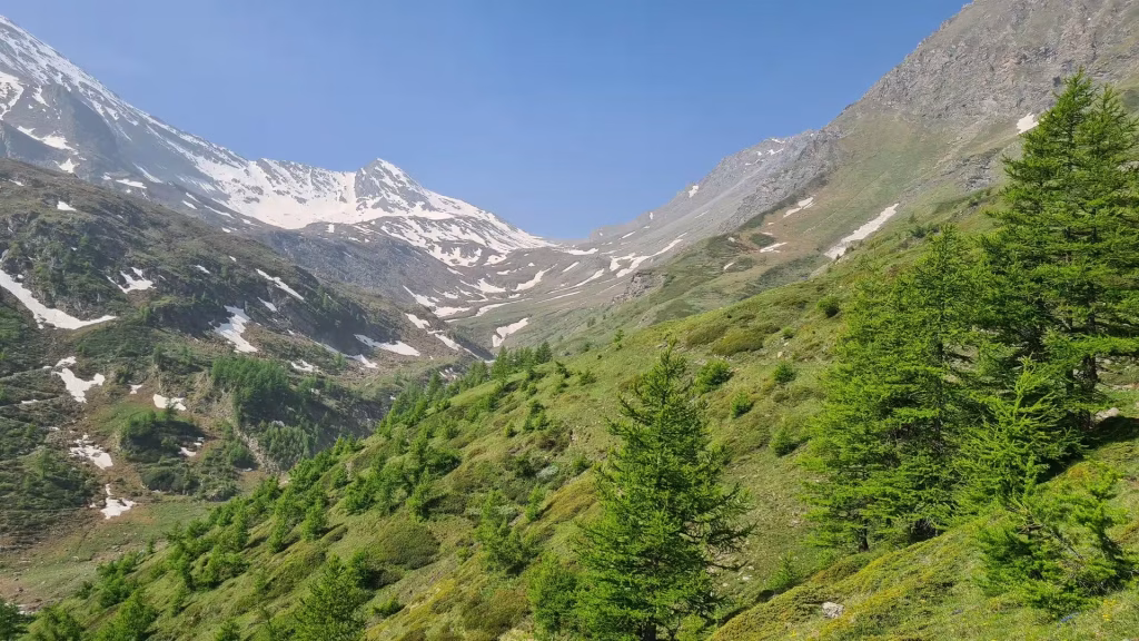 A steep green mountainside falls into a deep valley, with scattered larches, snow-patched couloirs and a sharp rocky peak rising at the center against blue sky.