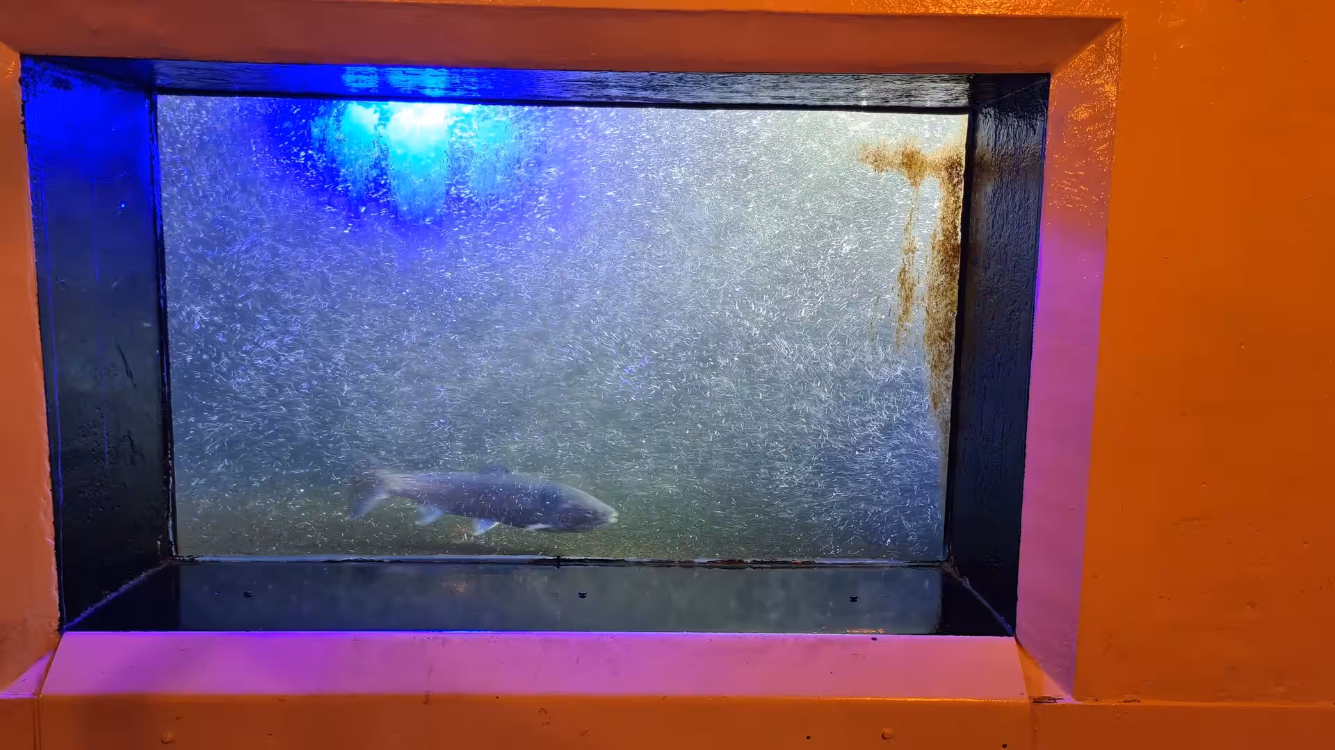 Large fish swimming behind an underwater viewing window illuminated with blue and purple light