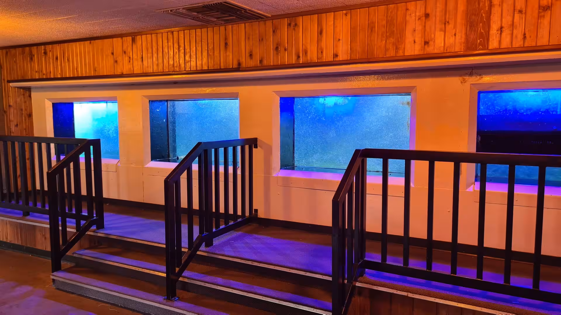 Illuminated underwater viewing windows inside a salmon hatchery or fish observation facility