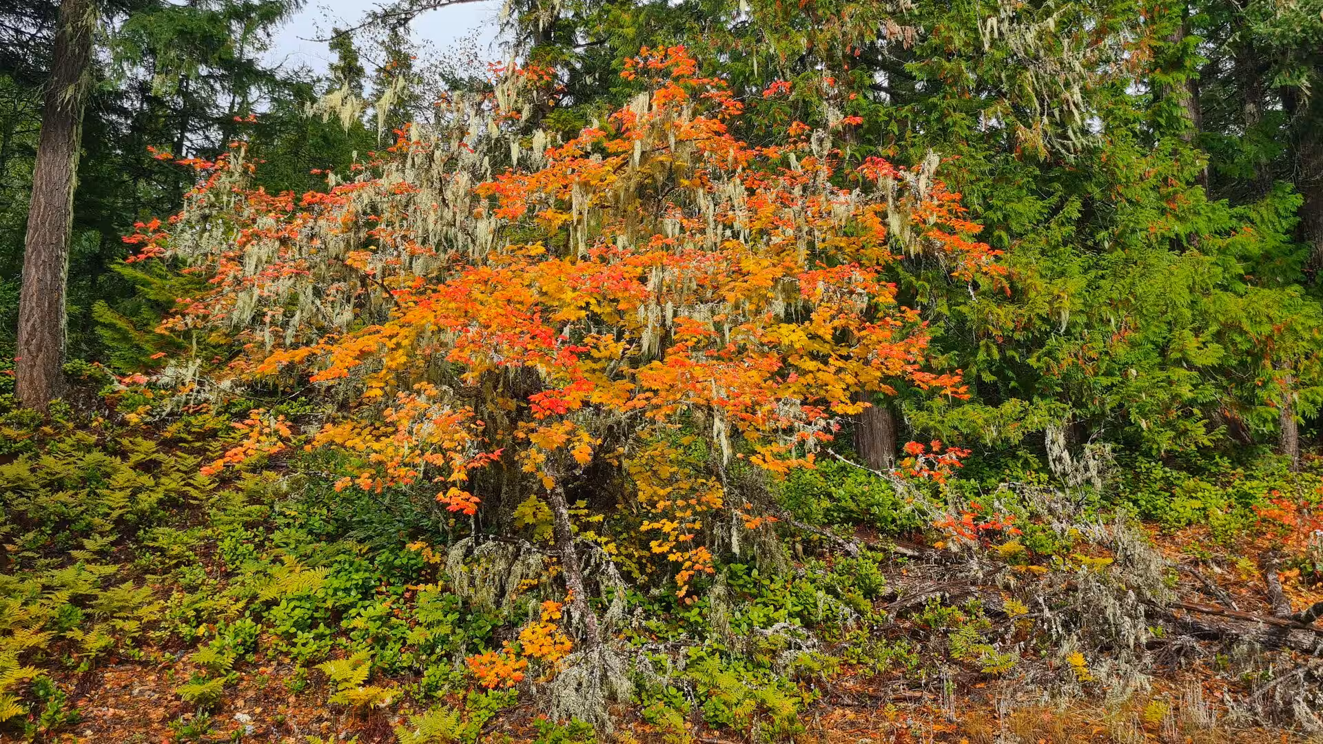 Bright red and orange autumn leaves beneath moss-covered evergreen trees in a Pacific Northwest forest