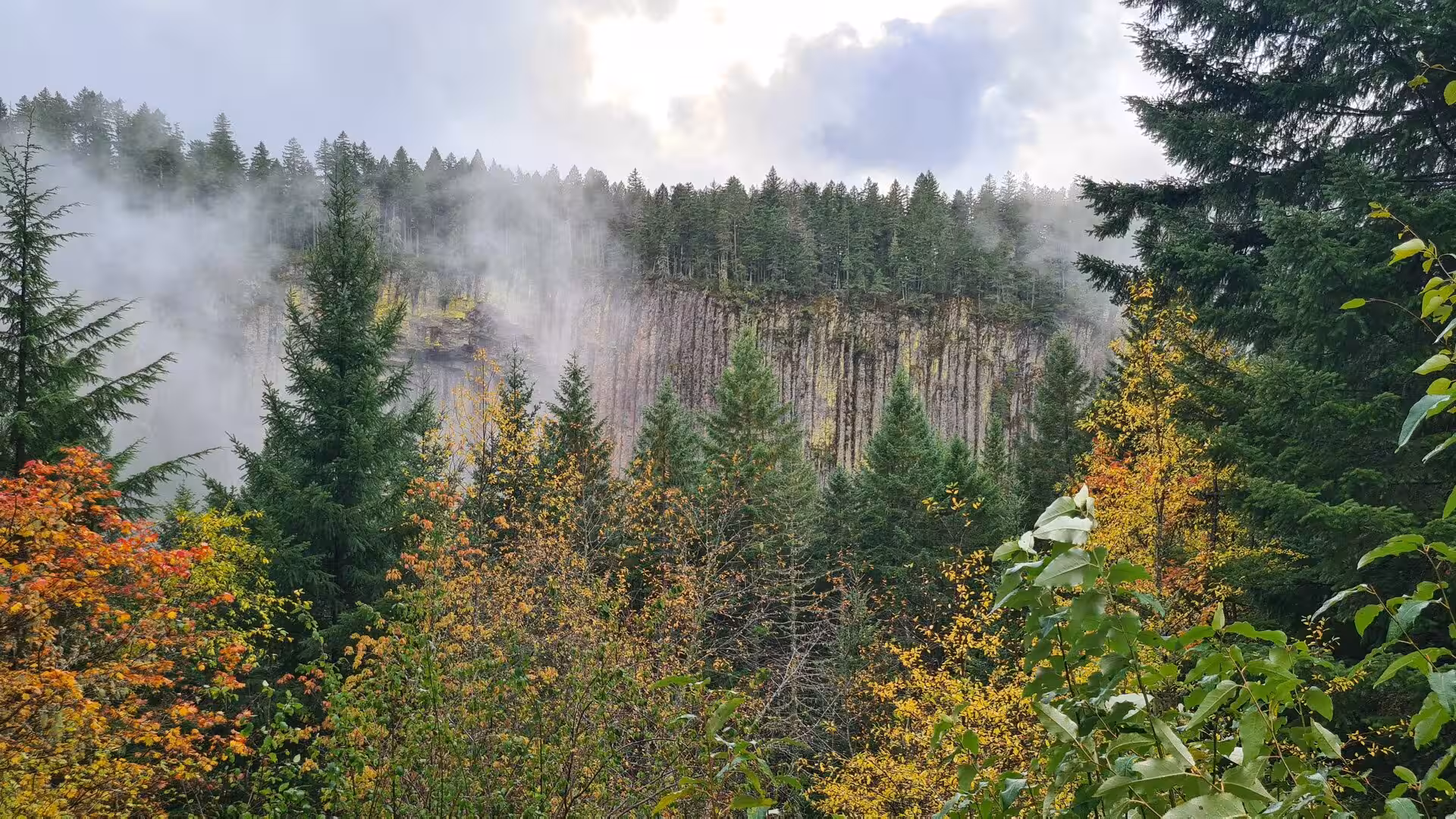Fog drifting through evergreen forest with towering basalt columns and autumn colors in the Cascade Mountains
