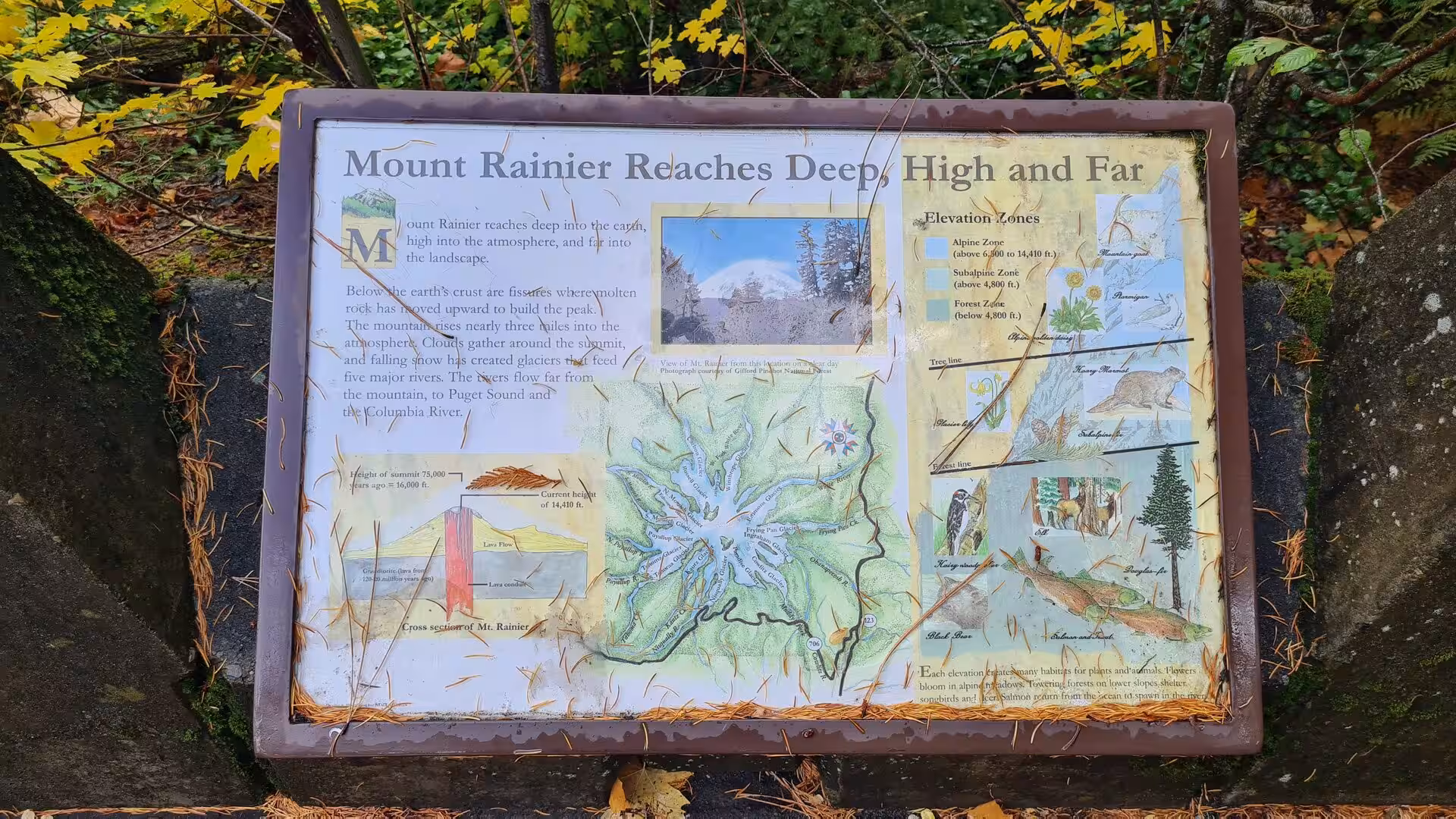 Educational sign explaining Mount Rainier geology, ecosystems, glaciers, and elevation zones in a forest setting