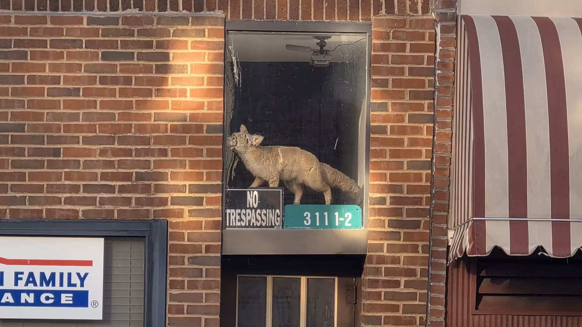 Taxidermy fox displayed in an upstairs window above a downtown storefront.