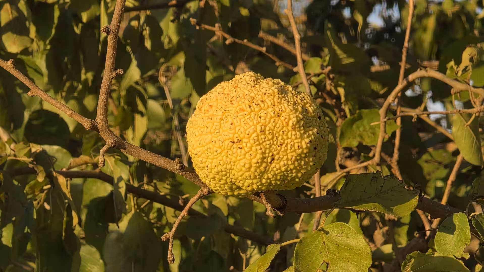 Large textured Osage orange fruit hanging from a tree branch in warm evening light.
