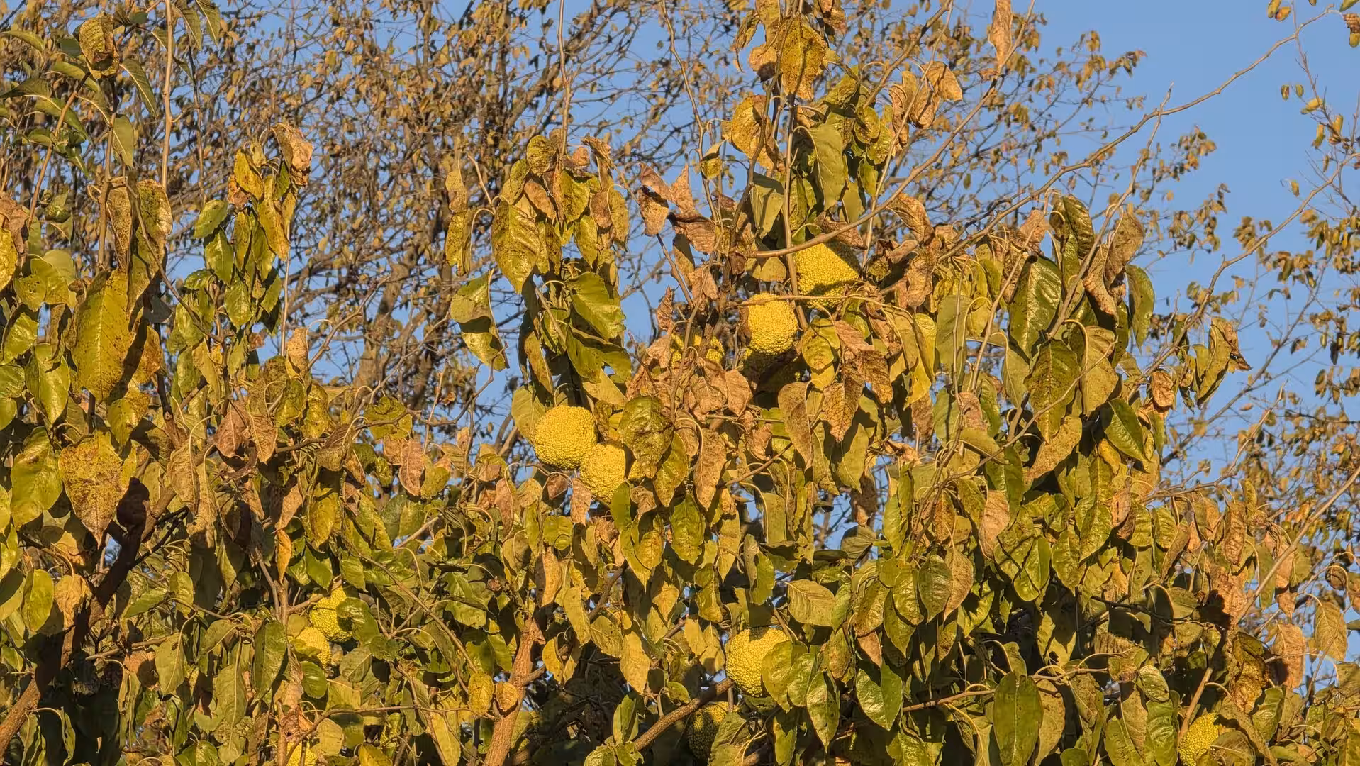 Osage orange tree filled with textured yellow-green fruits in warm evening sunlight.
