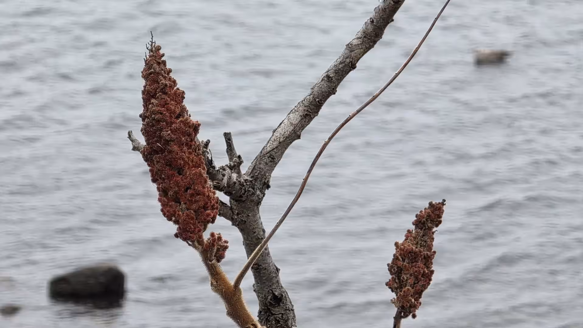 Close-up of reddish sumac seed clusters on bare branches beside rippling water on an overcast winter day.