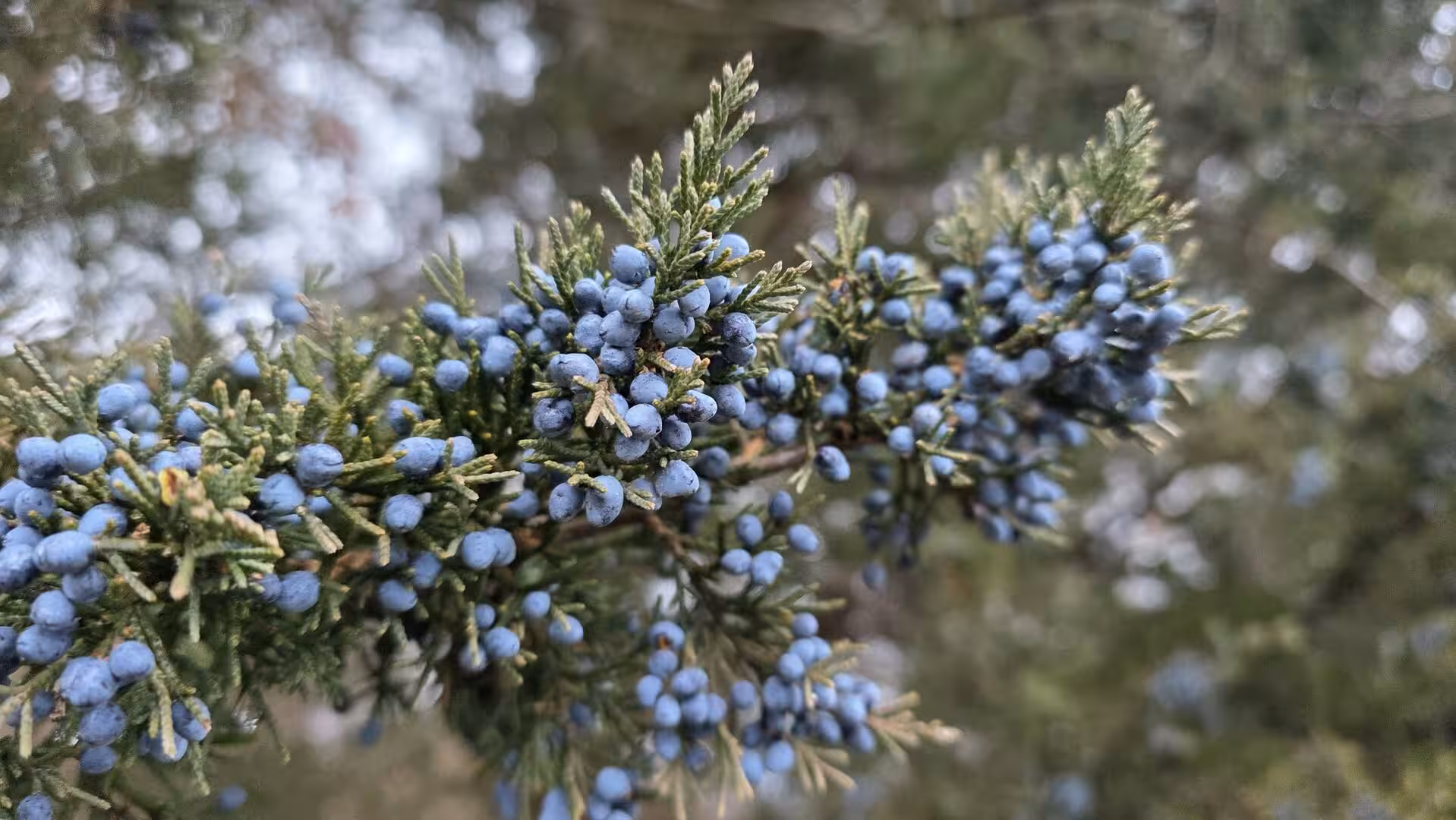 Close-up of a juniper branch covered with small blue berries and evergreen needles against a softly blurred natural background.