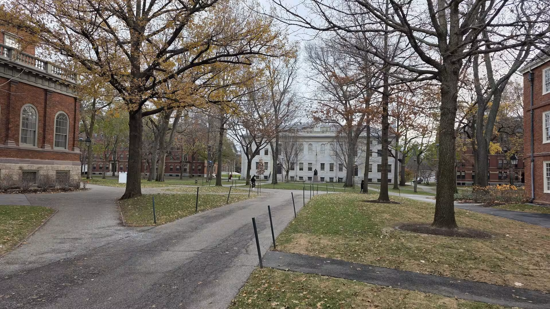Tree-lined pathways crossing through Harvard Yard with historic academic buildings and scattered autumn leaves on a quiet overcast day.