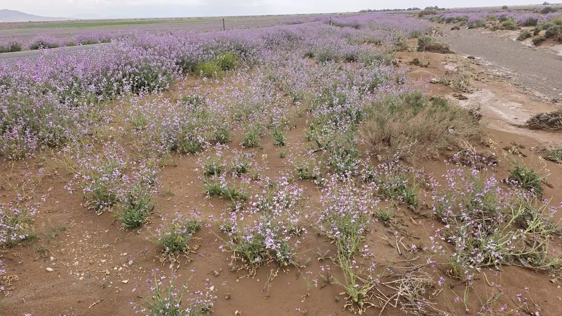 Pink wildflowers covering sandy desert soil beside a road near Bouarfa after seasonal rainfall.