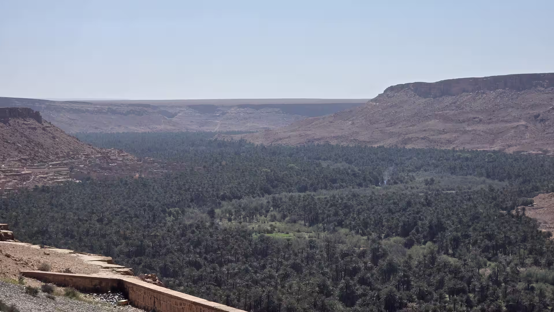 Wide view across a dense palm oasis surrounded by rocky desert plateaus in eastern Morocco.