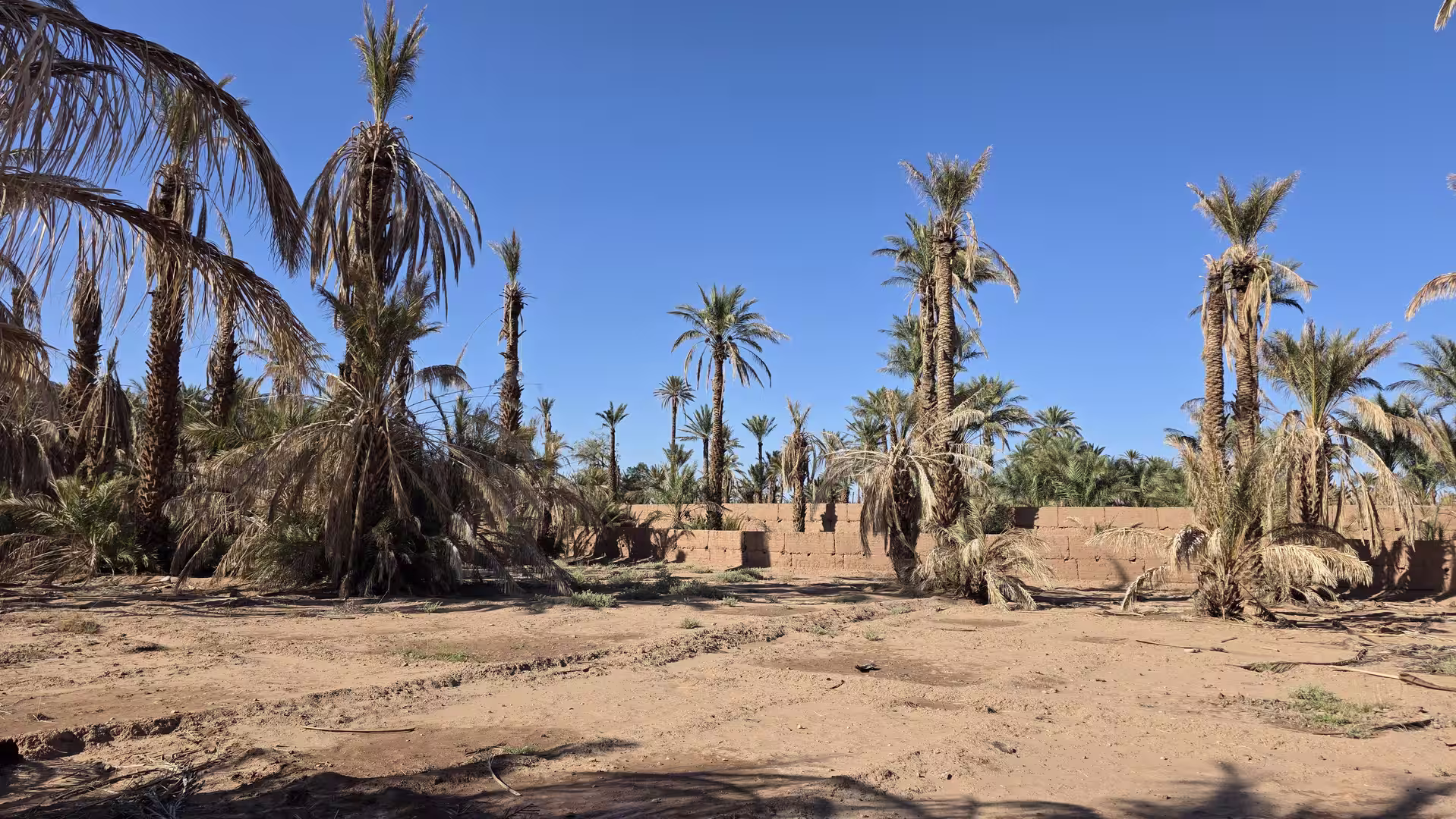 Date palms with dry fronds standing in a cultivated oasis area bordered by earthen walls in eastern Morocco.