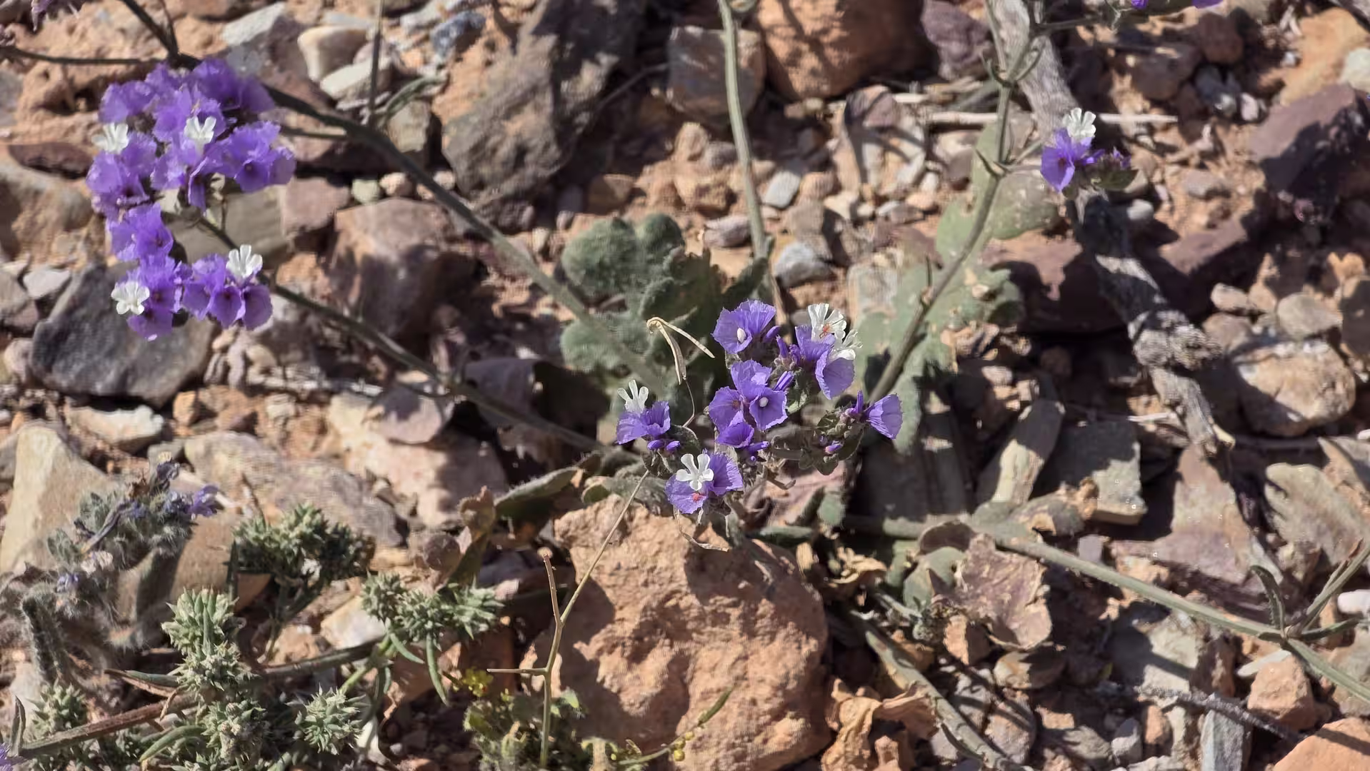 Close-up of small purple and white wildflowers growing among stones and dry rocky desert soil.