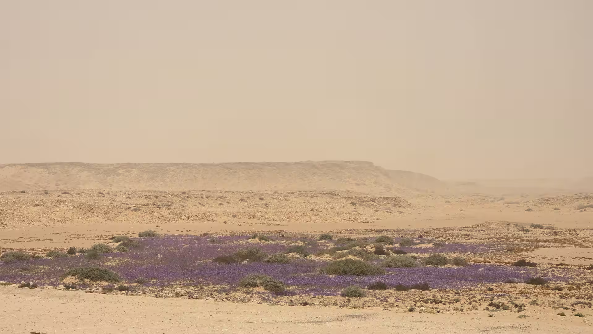 Purple desert wildflowers spreading across an arid rocky landscape under dusty and hazy skies in southern Morocco.