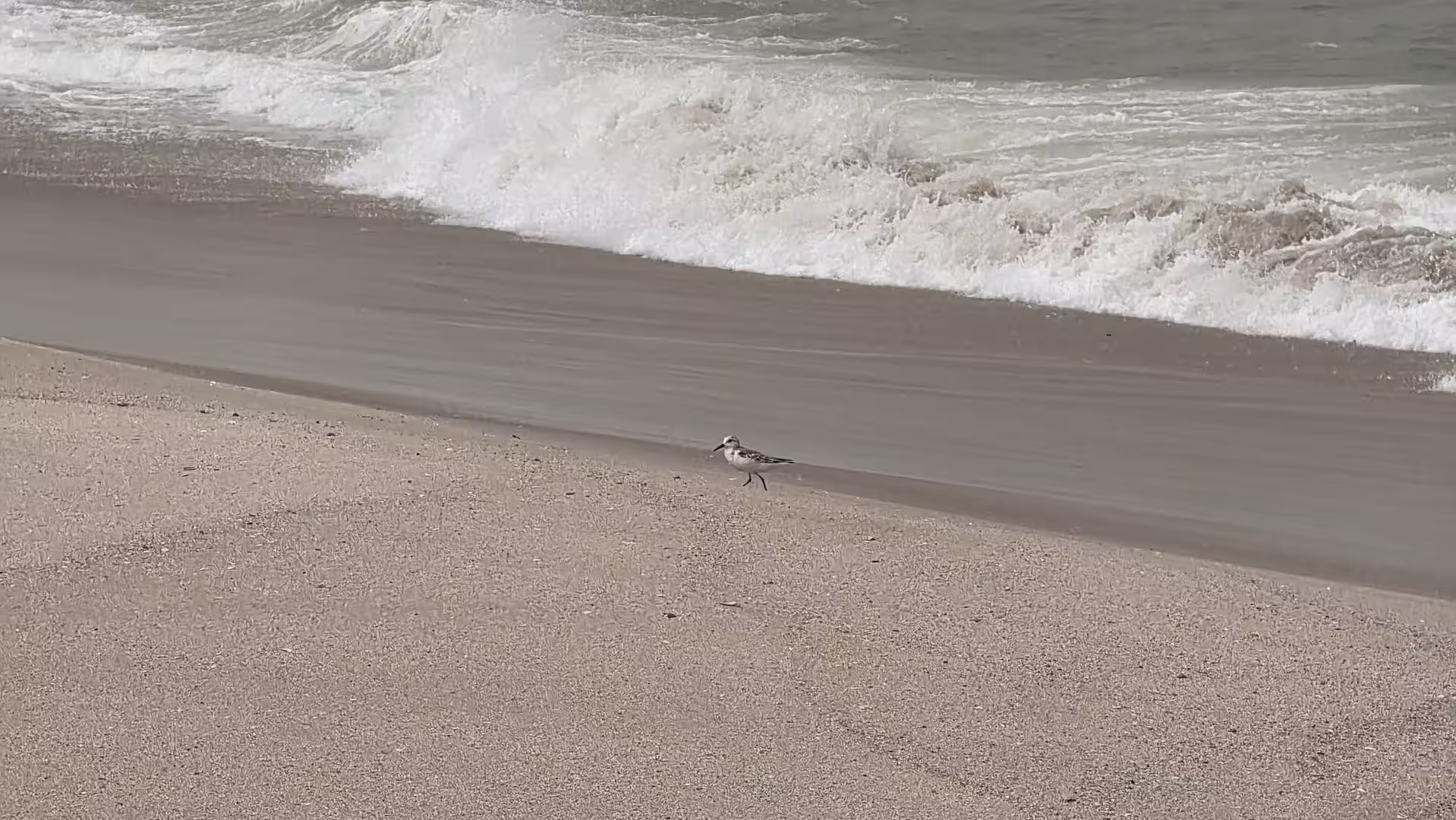 Small shorebird walking along wet sand at the waterline while waves break onto the beach.