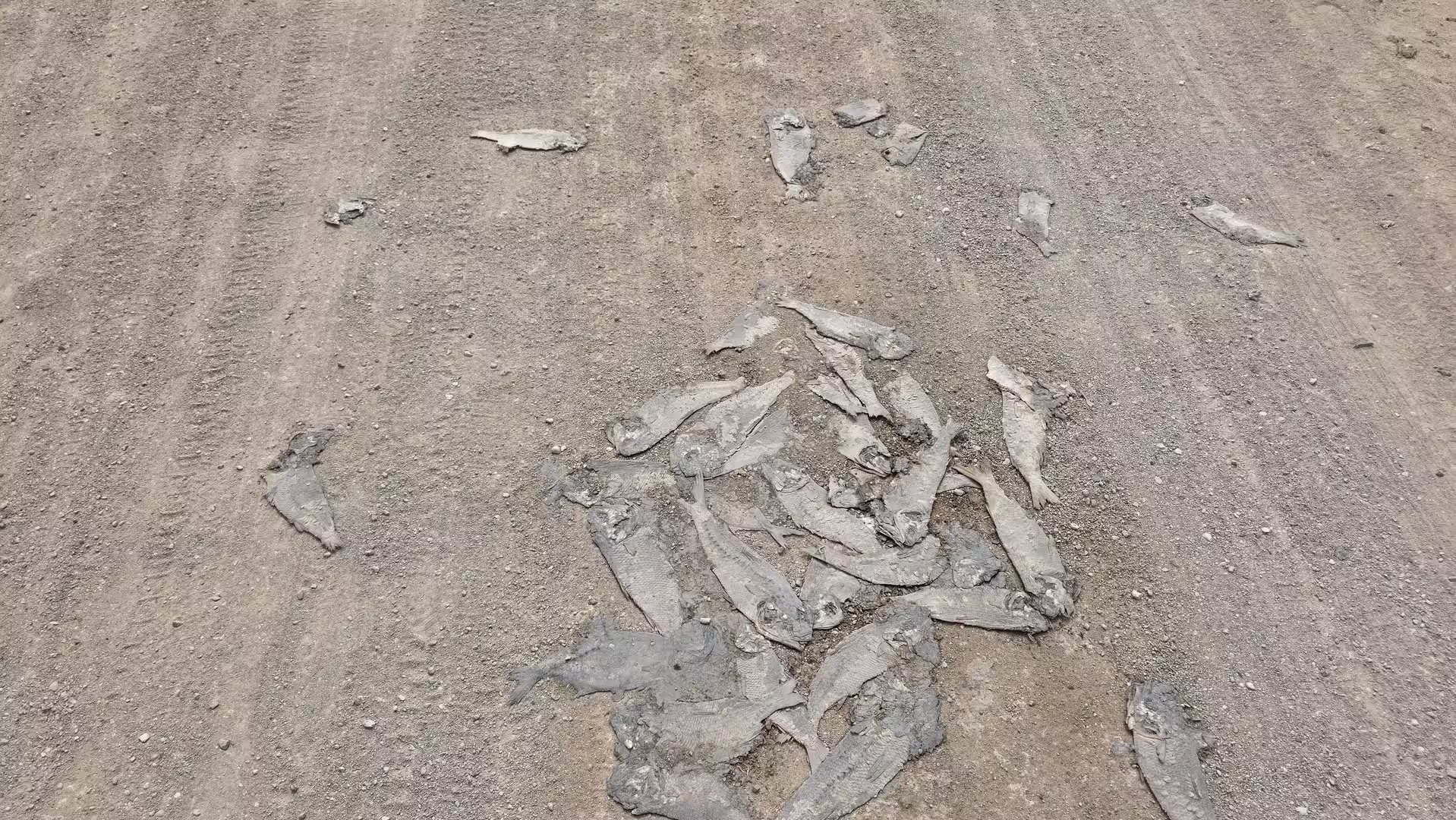 Several dried fish lying scattered on a sandy unpaved road surface.