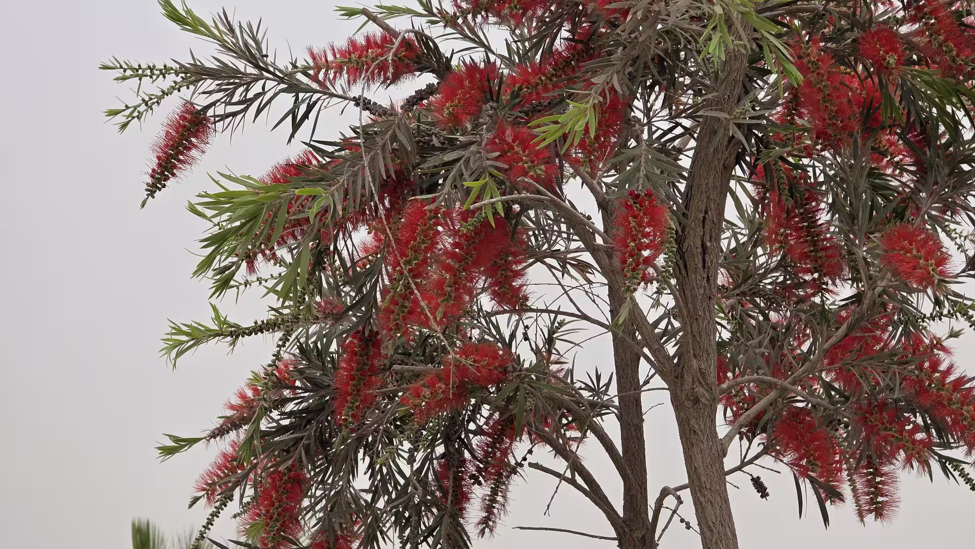Tree with bright red bottlebrush-shaped flowers and narrow green leaves against an overcast sky.