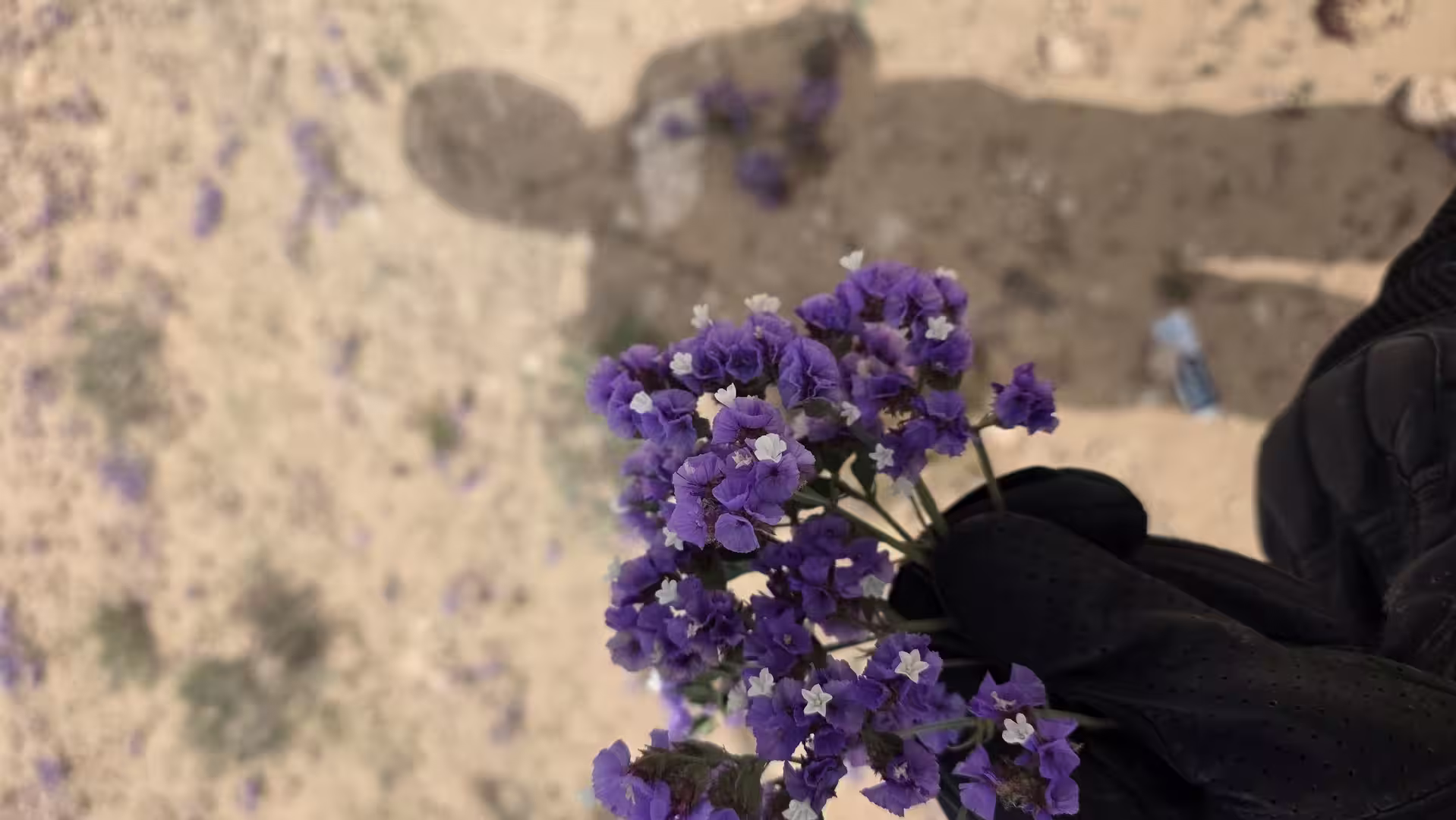 Close-up of small purple desert flowers held in a gloved hand against a sandy background, revealing delicate blooms in an otherwise arid landscape.