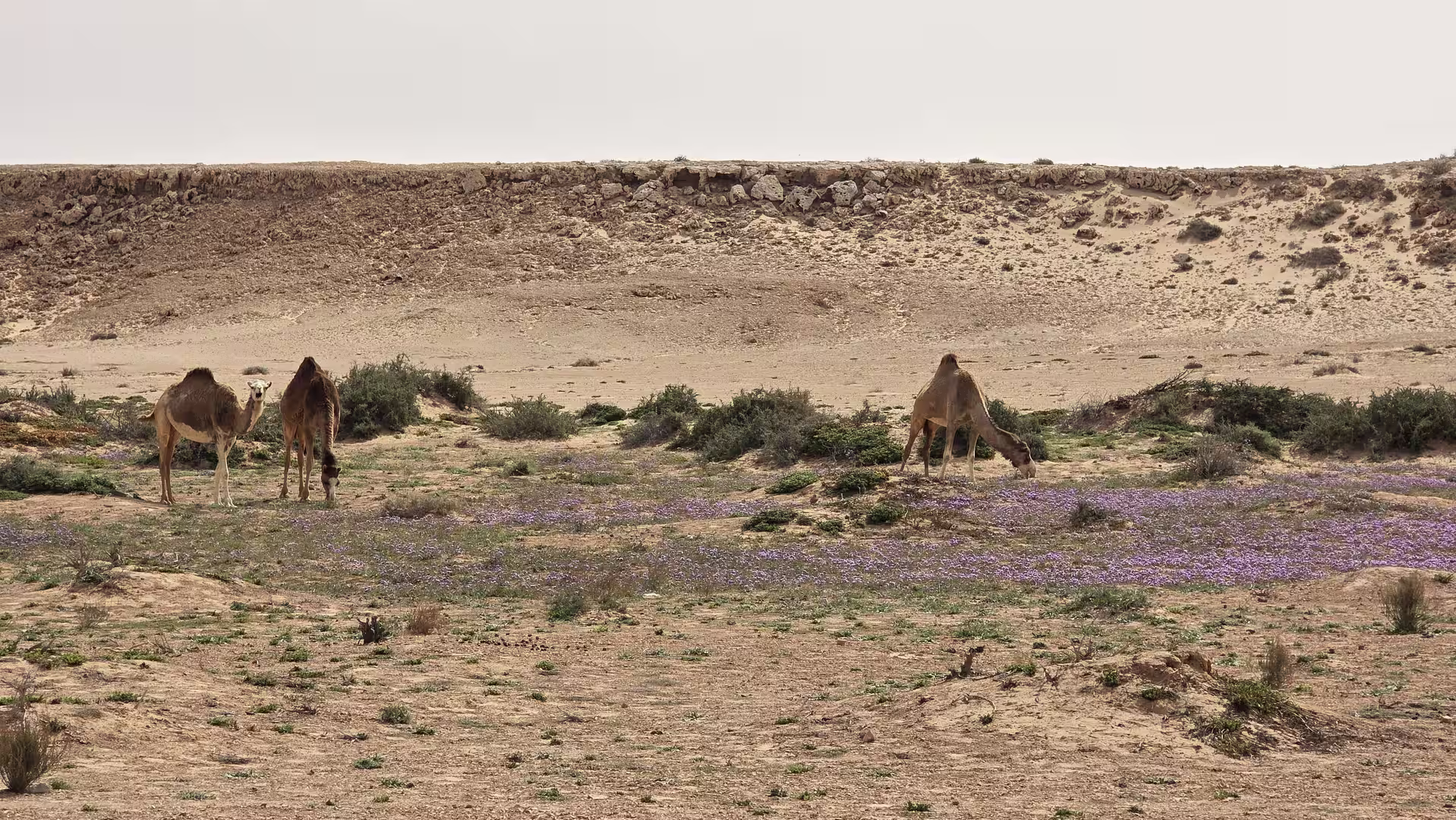 Three camels grazing in a desert landscape dotted with seasonal purple wildflowers and sparse vegetation beneath an overcast sky.